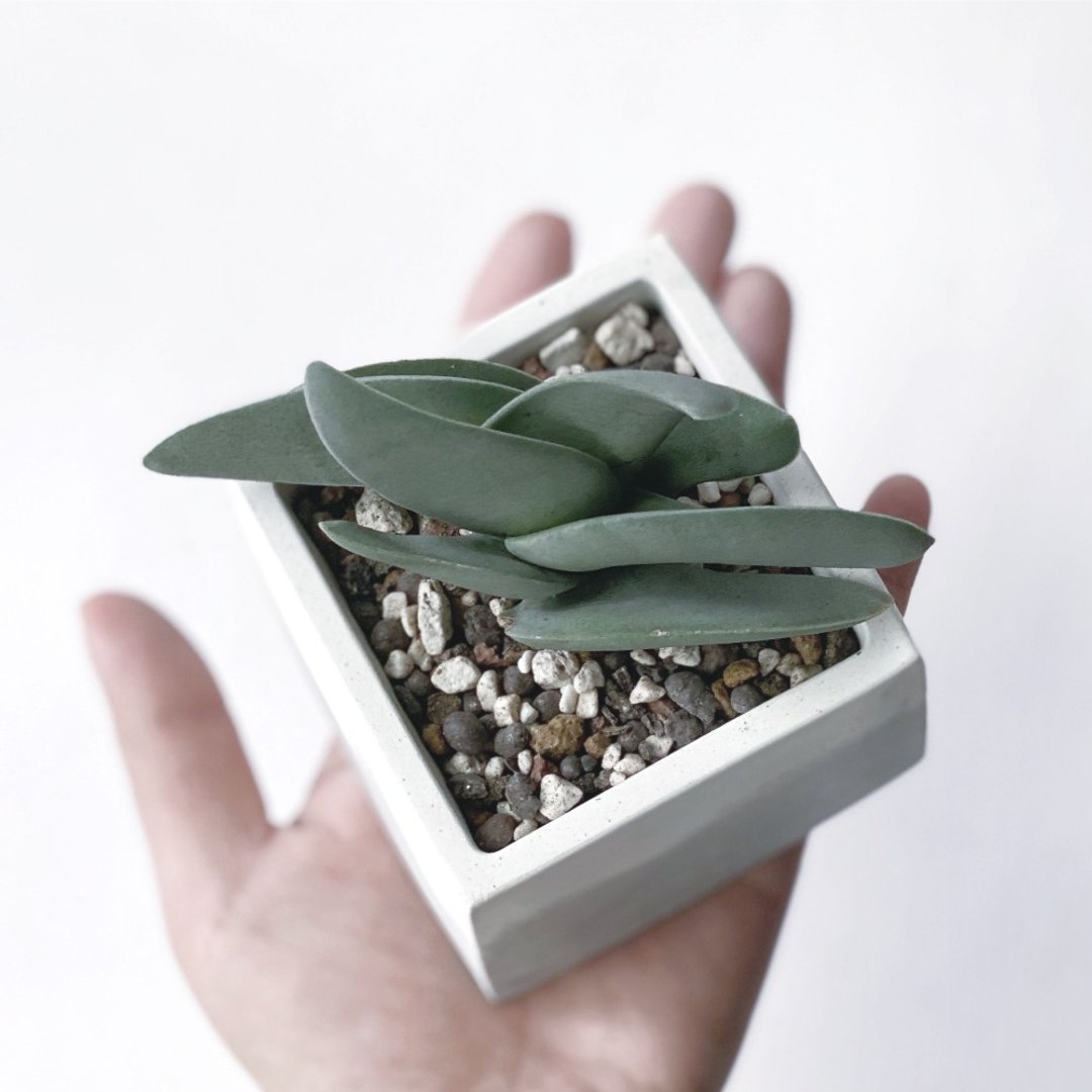 白灰渐层系列 | 神刀 圆/方形渐层水泥多肉植栽 - 植栽/盆栽 - 植物．花 灰色