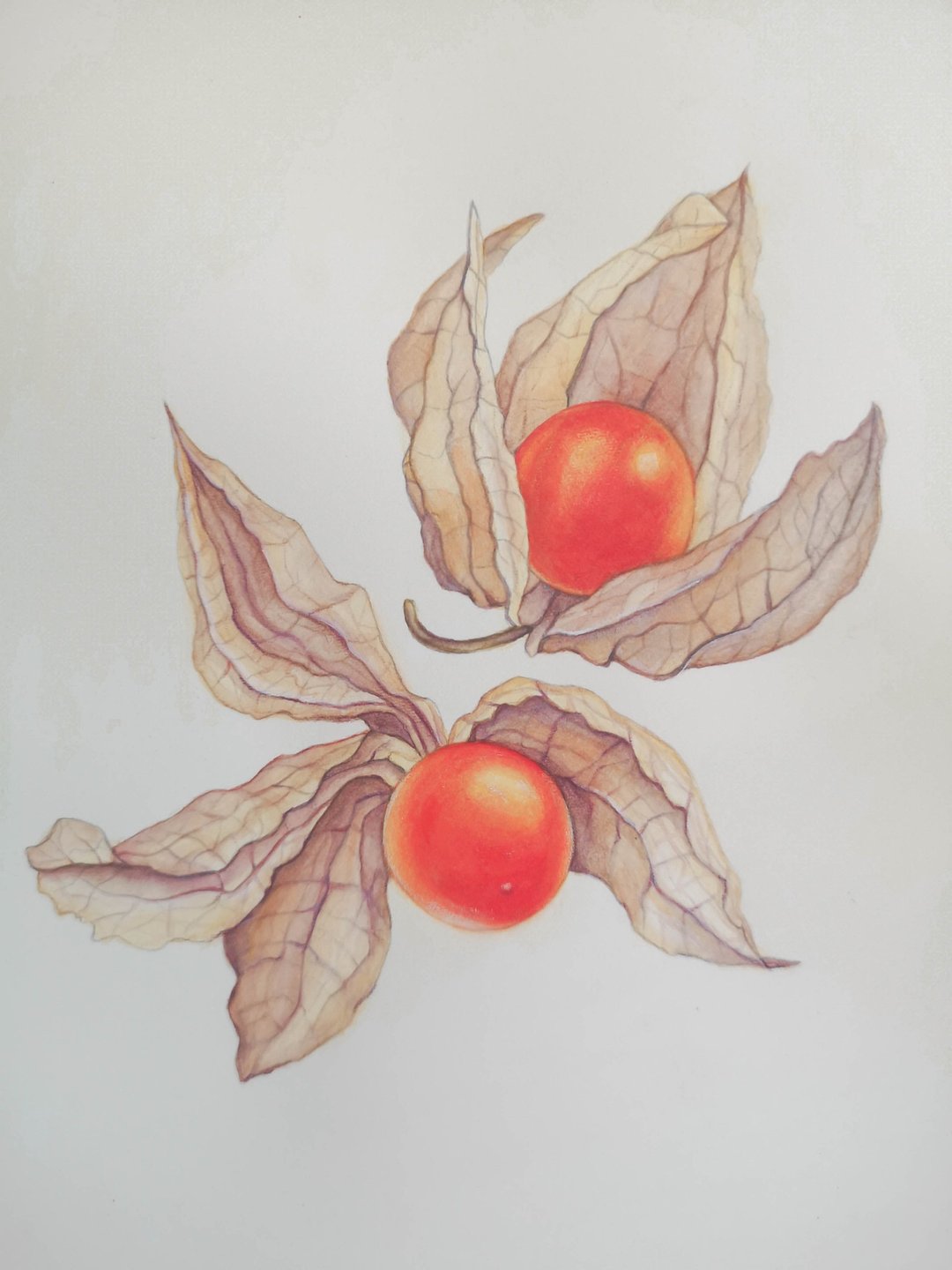 原版水彩画 - 墙贴/壁贴 - 纸 橘色