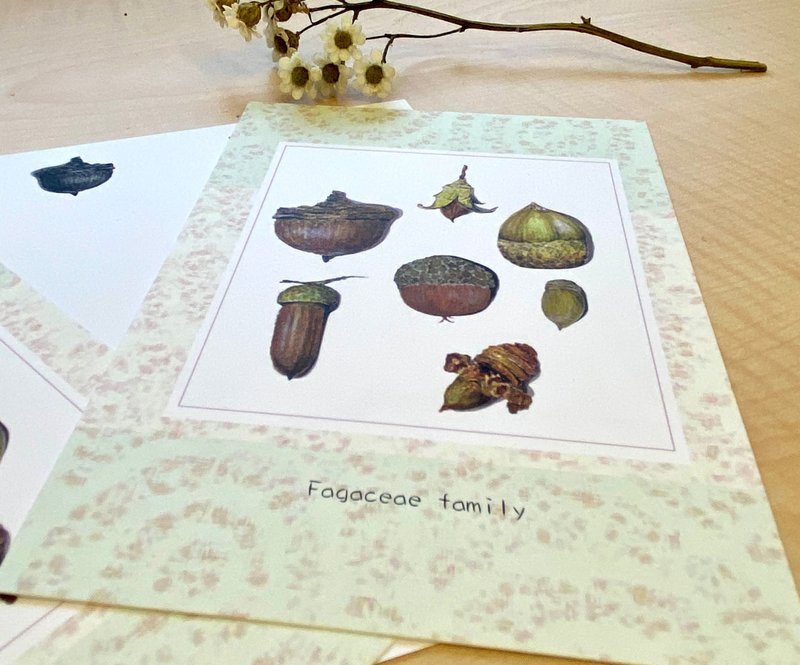 手绘 壳斗科家族 Fagaceae family 明信片 - 卡片/明信片 - 纸 绿色
