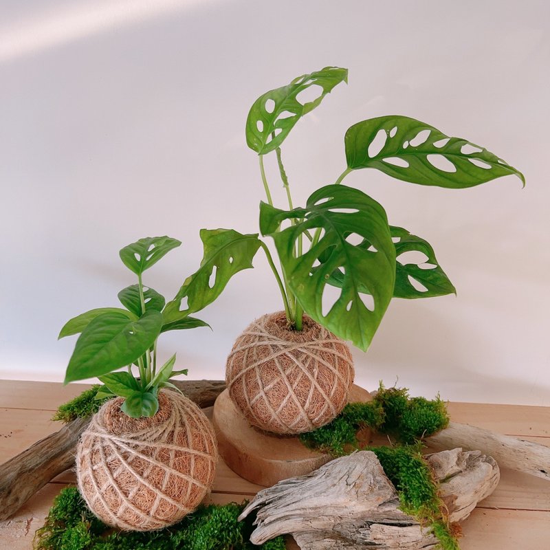 | 桃园青埔 | 企业教学 联名合作 绿沐-手作植栽- 苔球 - 植栽 - 植物．花 