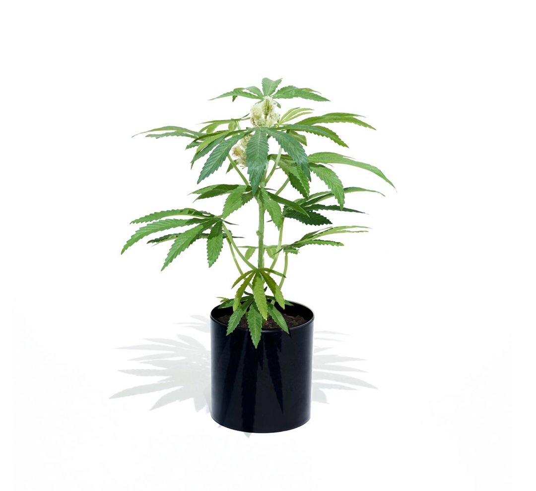 Pot Plant Teen仿真大麻小株盆栽(黑圆盆) - 植栽/盆栽 - 其他材质 绿色