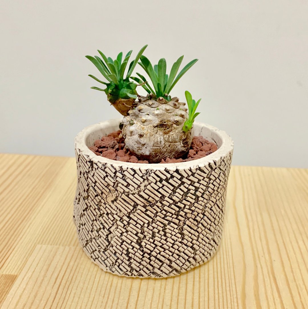 蚀。刻  /多肉植物 泰国手工陶盆 木纹 办公室小物 盆器 礼物 - 植栽/盆栽 - 植物．花 卡其色