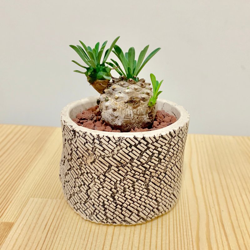 蚀。刻  /多肉植物 泰国手工陶盆 木纹 办公室小物 盆器 礼物 - 植栽/盆栽 - 植物．花 卡其色