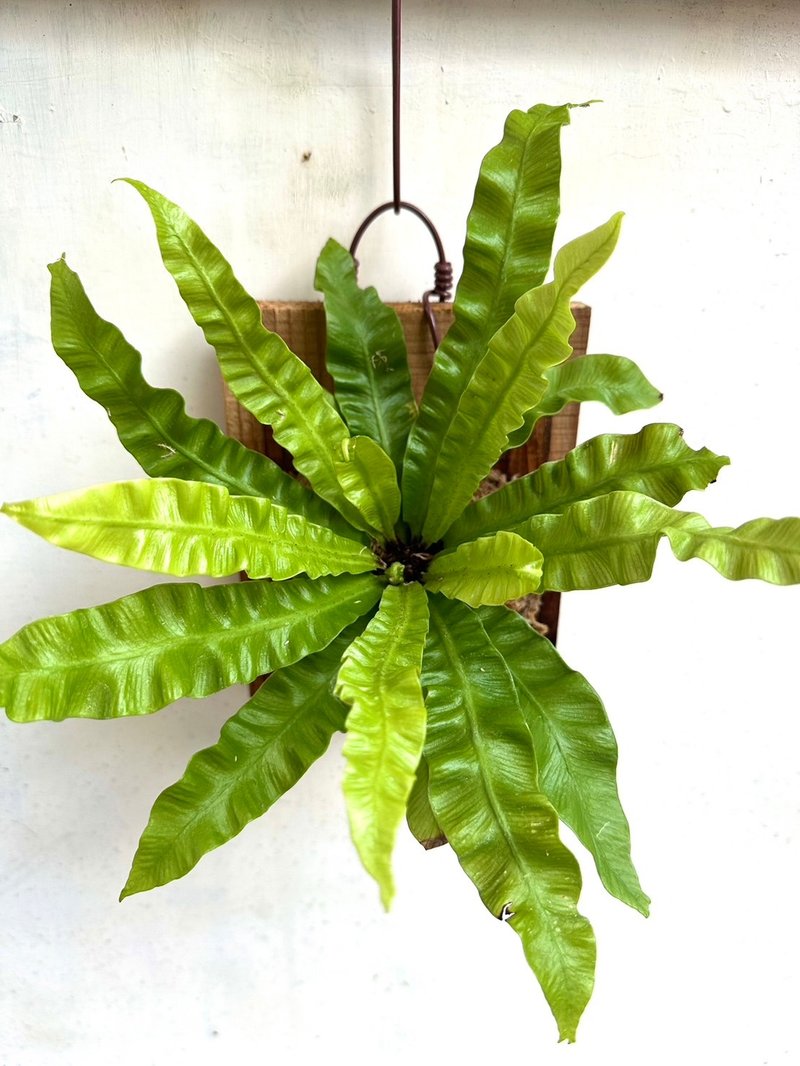 【眼镜蛇山苏】 上板  植物上板 上板植物 观叶植物 生日礼物 - 植栽/盆栽 - 植物．花 