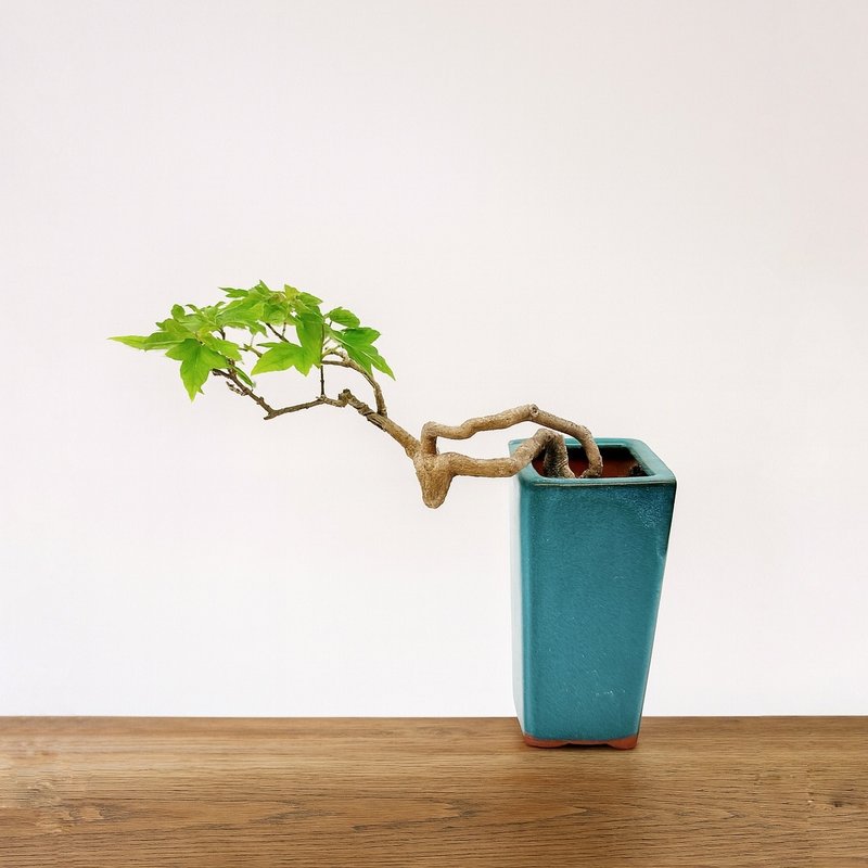 小品盆栽・日本宫样枫・ミヤサマカエデ - 植栽/盆栽 - 植物．花 