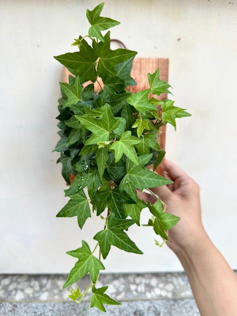 【常春藤(绿)】 交换礼物  植物上板 上板植物 观叶植物 生日礼物 - 植栽/盆栽 - 植物．花 