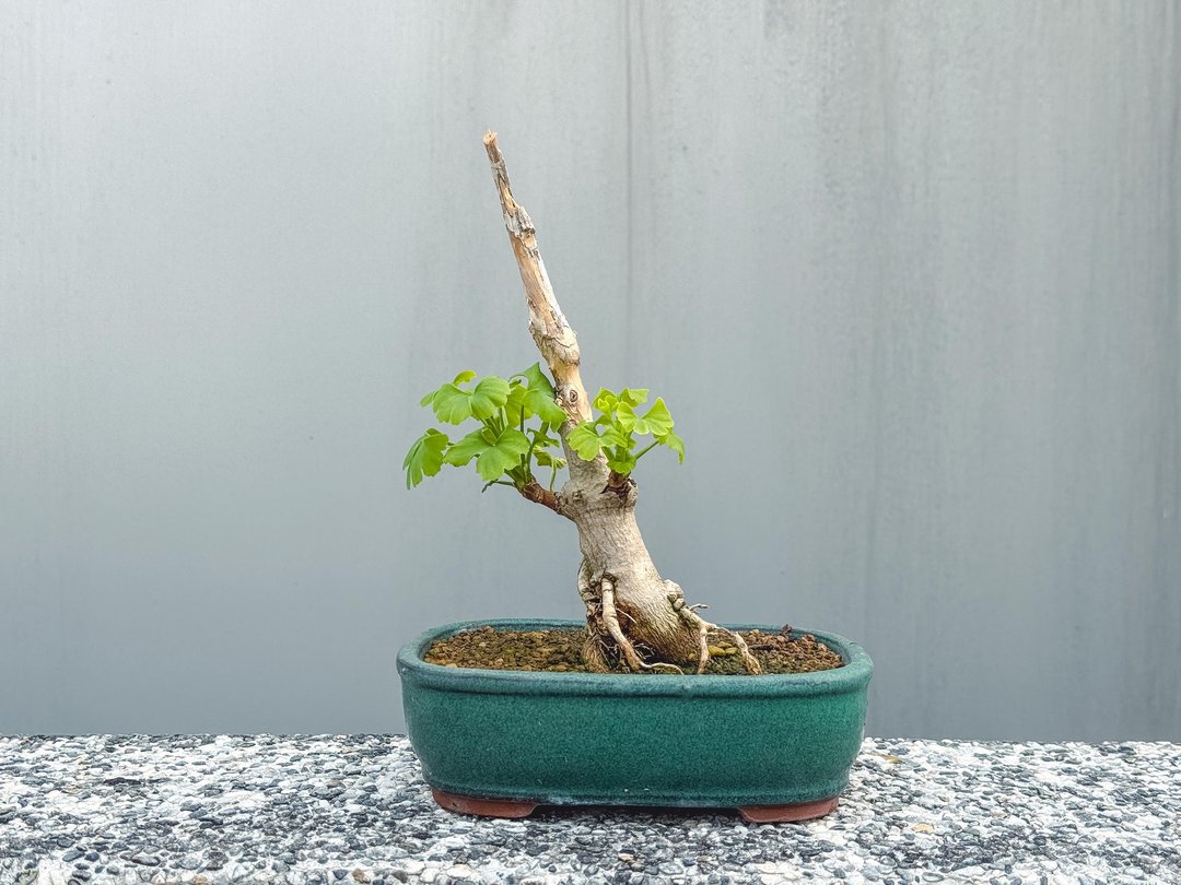漂亮银杏小盆栽 已整理过介质非使用田土 生长旺盛好照顾 - 植栽/盆栽 - 植物．花 绿色