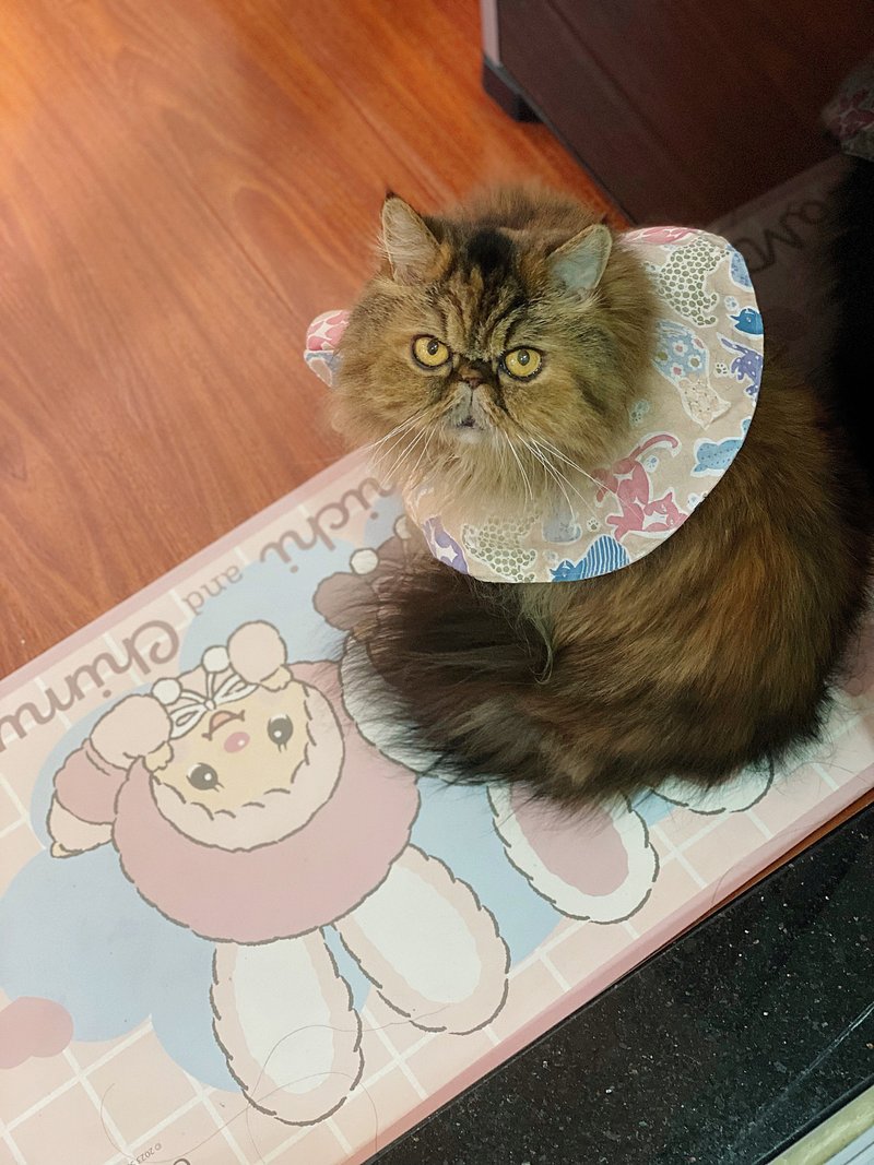 猫咪花形 / 圆口水肩 四合扣款 - 衣/帽 - 棉．麻 多色