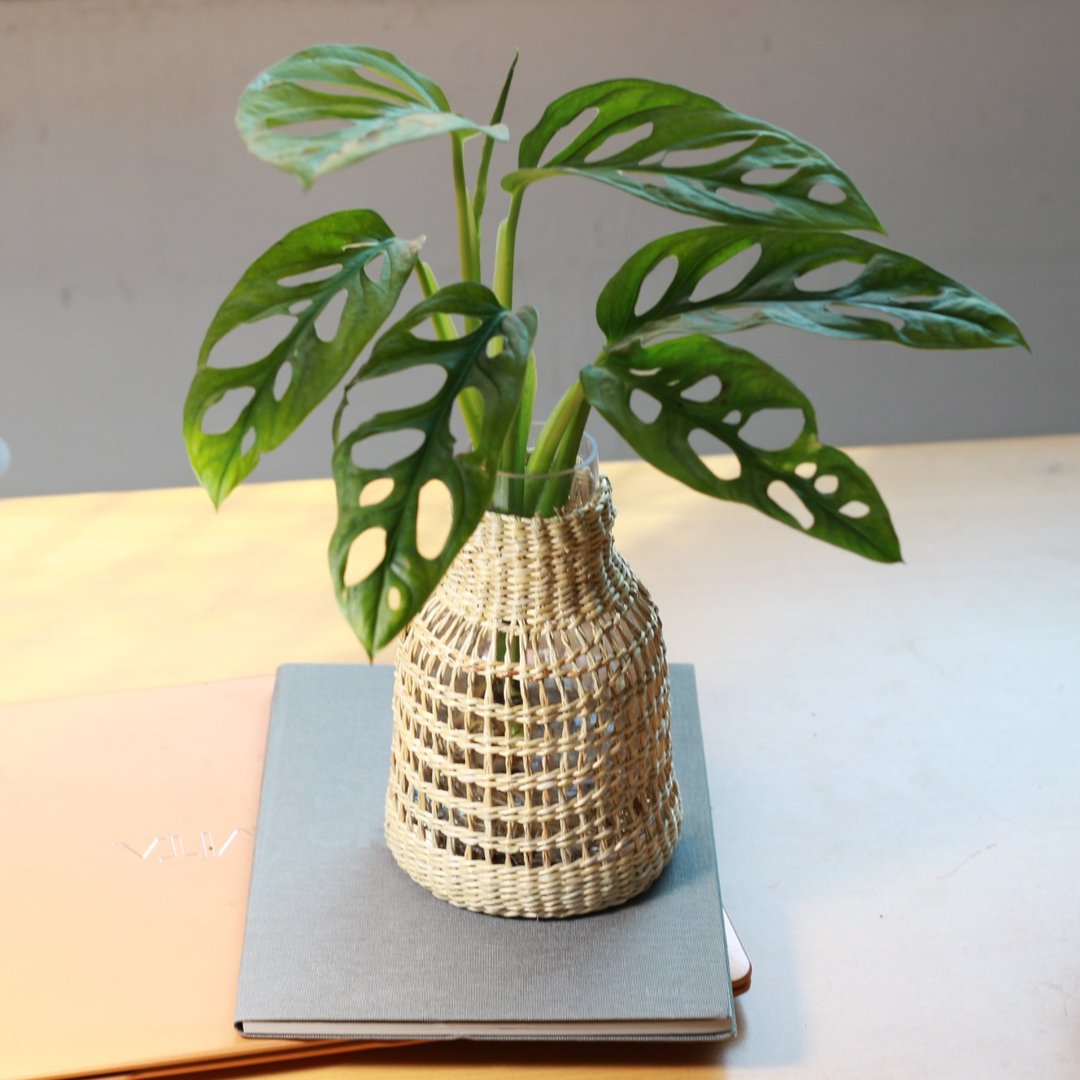 水培植栽│窗孔龟背芋_室内植物 办公室盆栽 店内摆设 - 植栽/盆栽 - 玻璃 