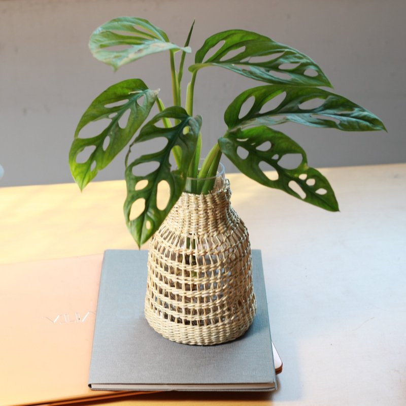 水培植栽│窗孔龟背芋_室内植物 办公室盆栽 店内摆设 - 植栽/盆栽 - 玻璃 