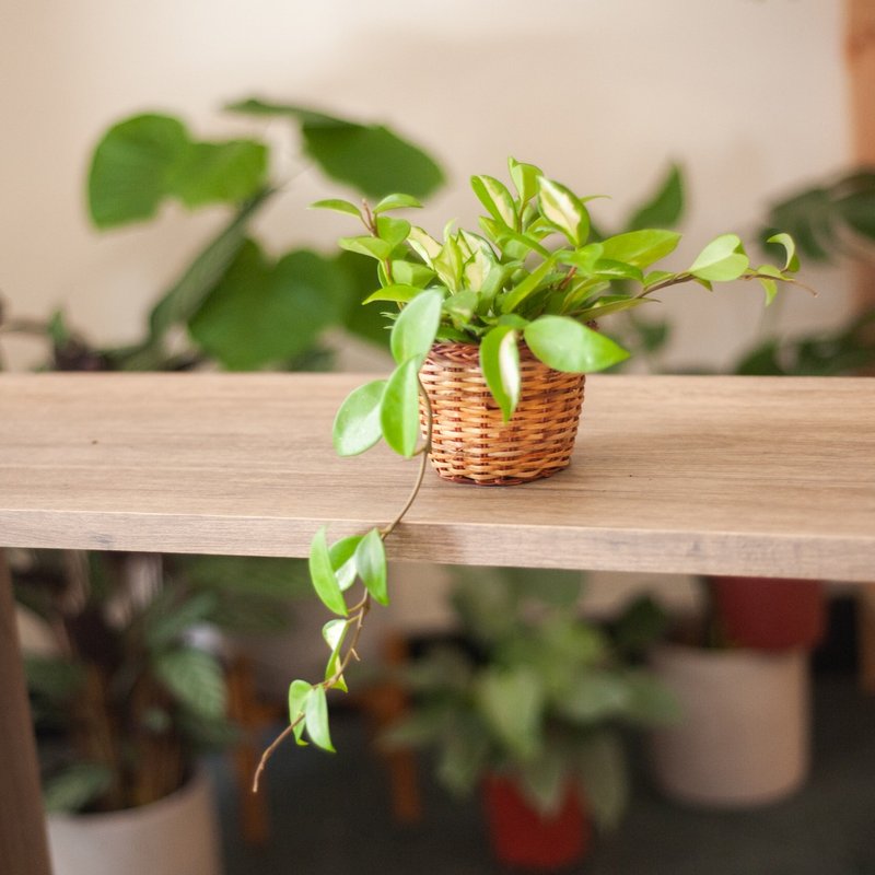 黄斑球兰盆栽 观叶植物 室内种植 室外种植 送礼 - 植栽/盆栽 - 植物．花 绿色