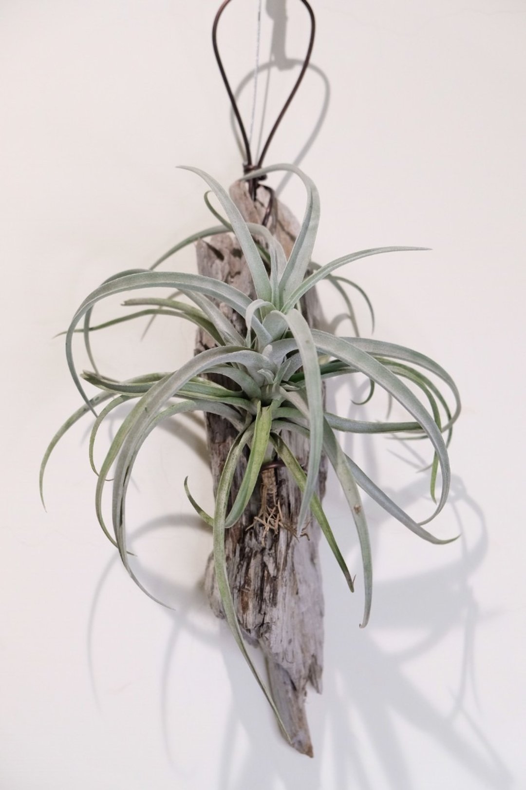 空气凤梨/造型木艺摆件/手作植栽 - 植栽/盆栽 - 木头 