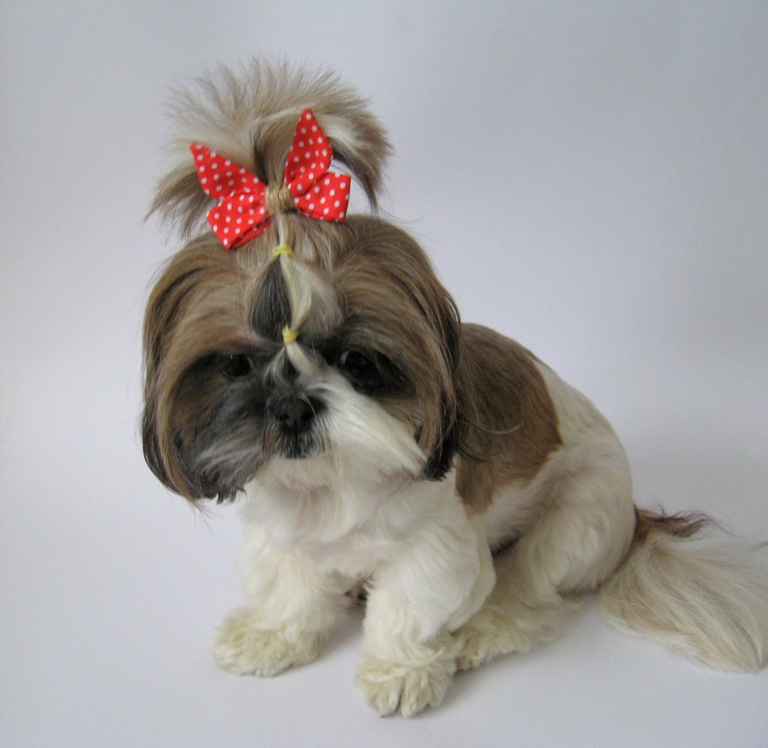 Red bows for girls, toddlers. dolls, small teacup dogs, for Yorkie, Shih tzu - 衣/帽 - 棉 多色
