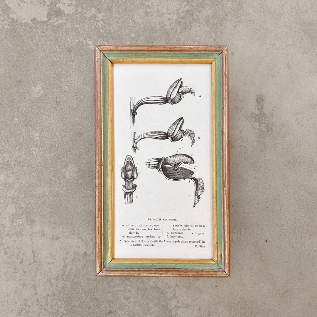 【 山人-压箱品 】独一无二复古画-沼泽兰 Epipactis palustris - 海报/装饰画/版画 - 木头 