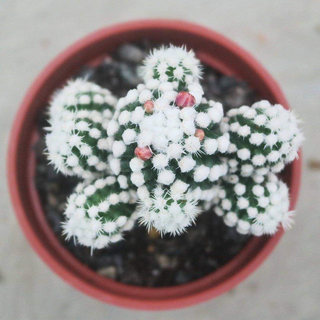 【豆豆多肉】【雪球】乔迁│送礼│升迁│多肉植物 - 植栽/盆栽 - 植物．花 多色