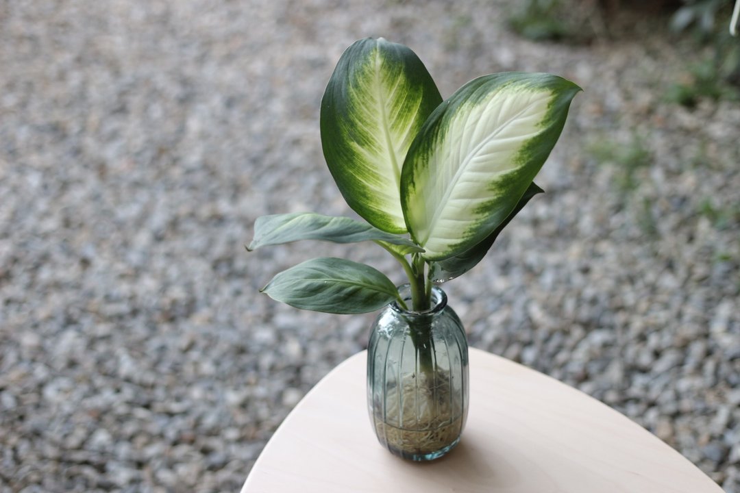 水培植栽│玛丽安黛粉叶_室内植物 办公室盆栽  店内摆设 - 植栽/盆栽 - 玻璃 