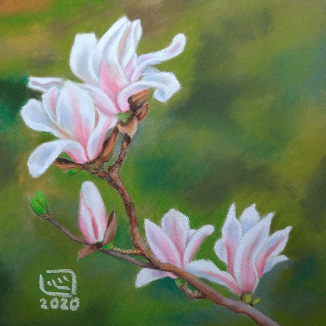 木兰花 Magnolia/原画/粉彩画 - 海报/装饰画/版画 - 纸 