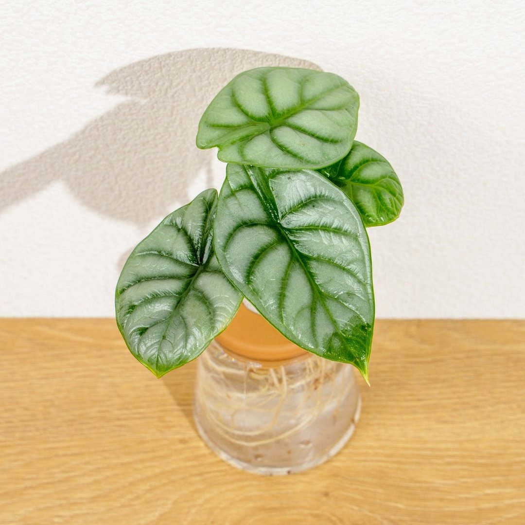 银龙观音莲 三角水耕盆栽 室内植物 观叶植物 礼物 水培 - 植栽/盆栽 - 植物．花 透明
