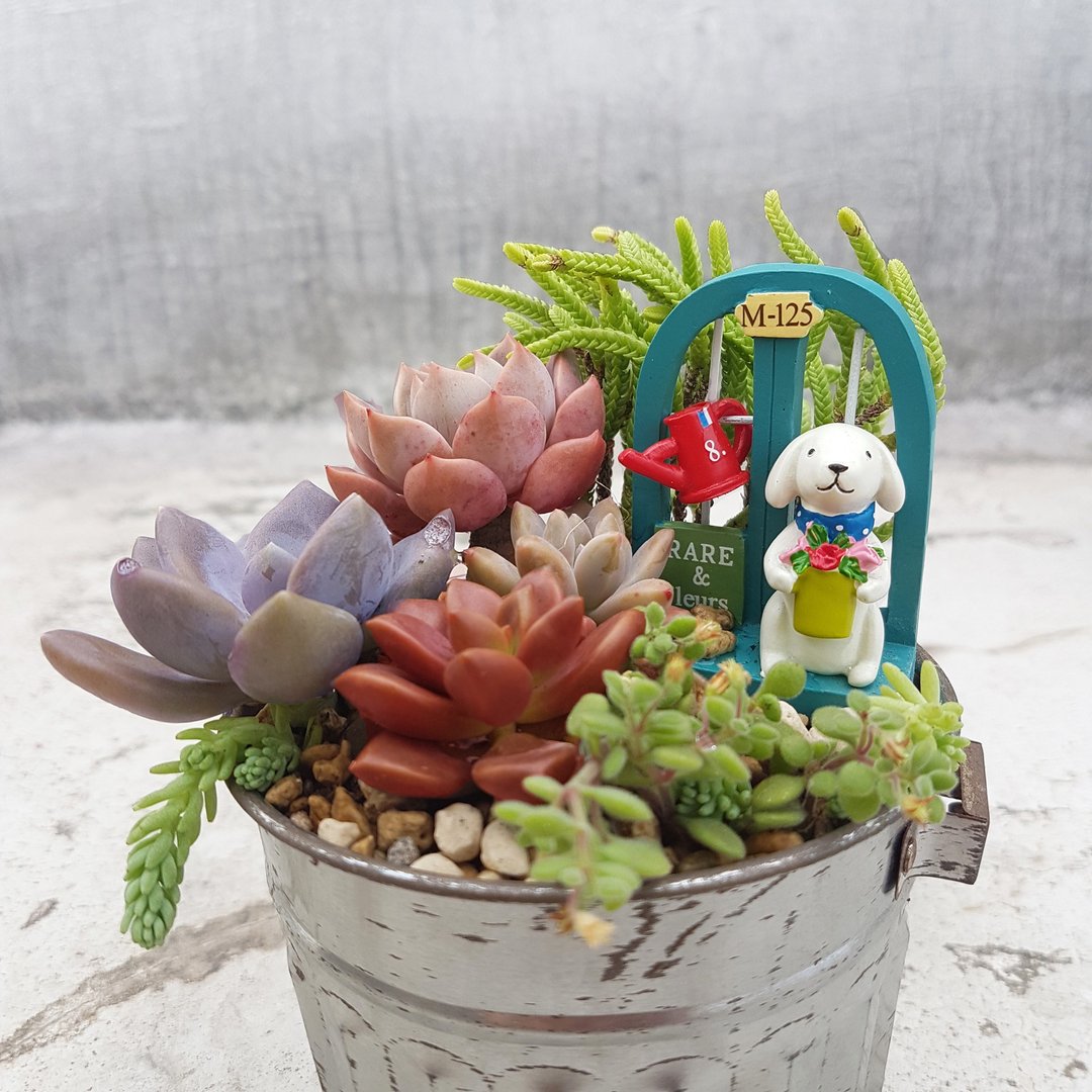 小白狗家的空中花园 多肉组盆 - 植栽/盆栽 - 植物．花 银色
