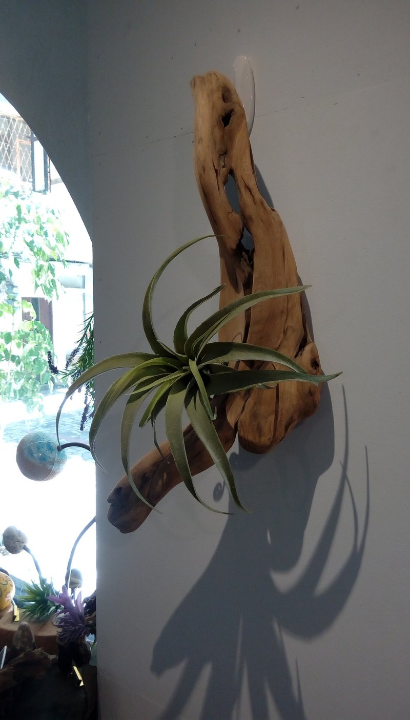 小绿绿与木木  黑手指朋友好礼   居家妆点 省时省力又美丽 - 植栽/盆栽 - 木头 绿色