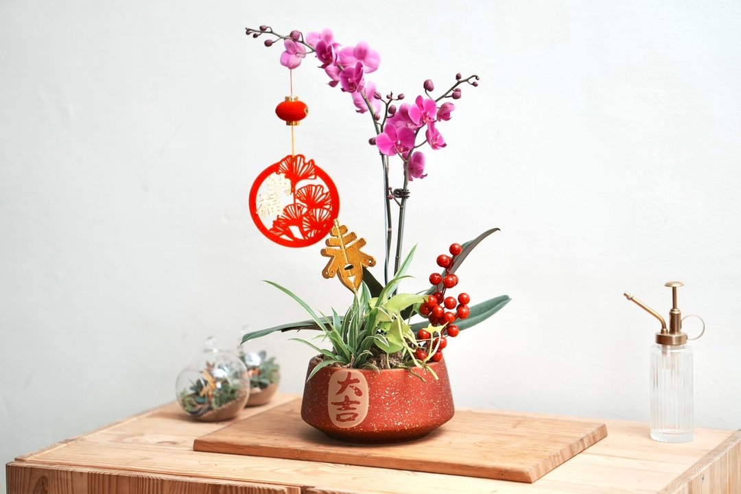 新春兰花盆景手作 - 植栽 - 植物．花 