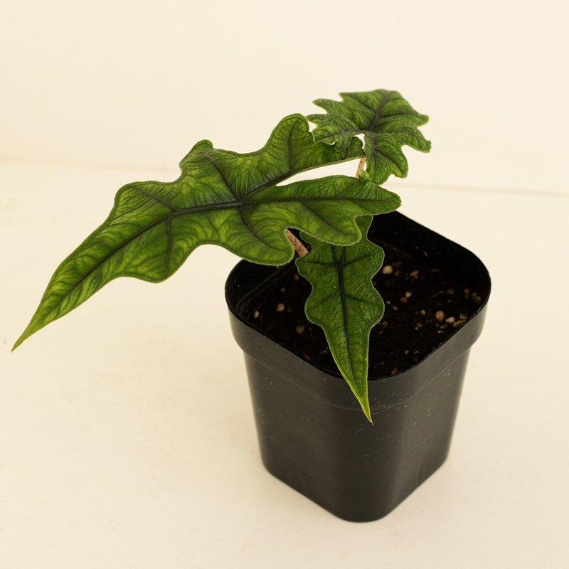 Jacklin 杰克林观音莲 - 植栽/盆栽 - 植物．花 