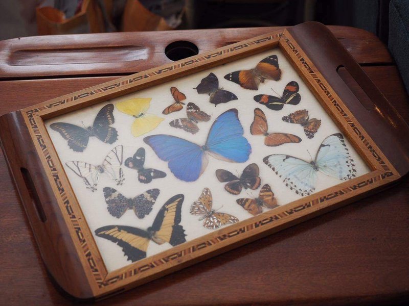 蝴蝶标本古董木托盘 - 浅碟/小碟子 - 木头 