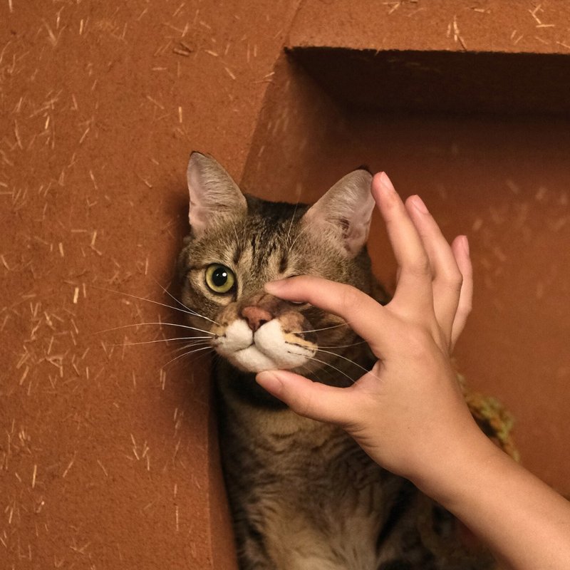 【定制化礼物】猫咪嘴边肉订制/羊毛毡磁铁/猫咪胡须收集器 - 摆饰 - 羊毛 多色