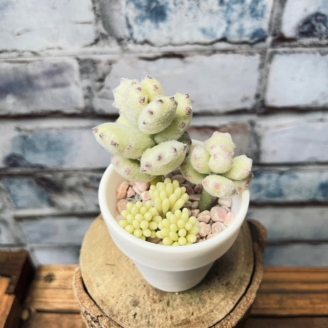 多肉下午茶 黏土 手作 熊童子 - 摆饰 - 植物．花 
