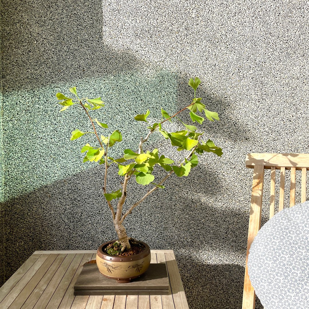 小品盆栽-银杏 盆景 送礼 - 植栽/盆栽 - 植物．花 