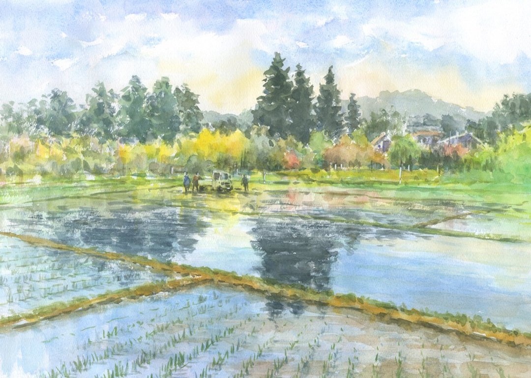 Made-to-order watercolor original picture rice planting season - 海报/装饰画/版画 - 纸 绿色