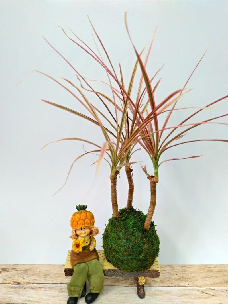 居家幸福苔球 苔玉 绿色水苔 五行幸运植物 彩虹千年木 - 植栽 - 植物．花 