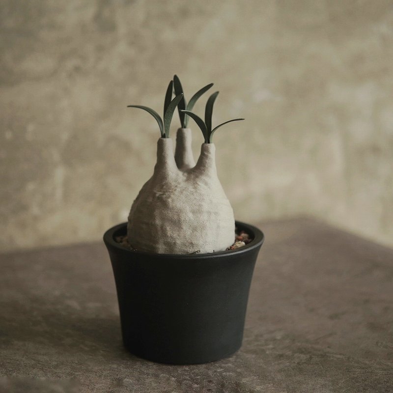 块根植物扑满-象牙宫 - 植栽/盆栽 - 其他材质 卡其色