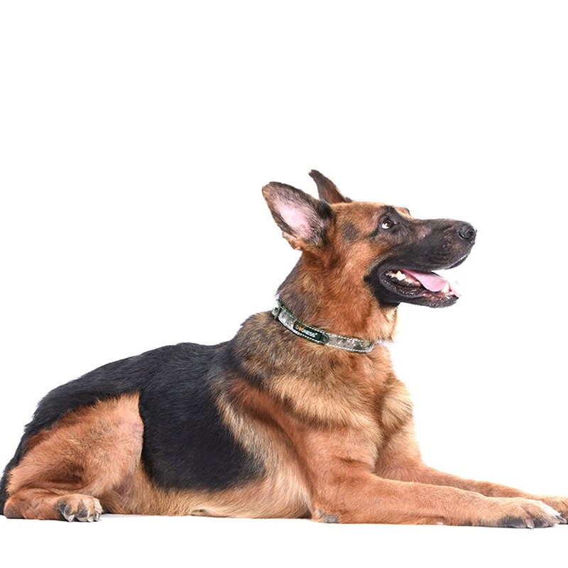 【DOGNESS多尼斯】迷彩系列狗项圈(2色)   宠物项圈 - 项圈/牵绳 - 其他材质 蓝色