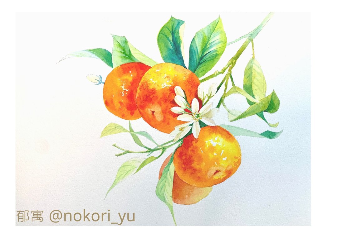 郁寓 水彩画 野橘橙花 水彩 水彩作品 新居装饰 装饰画 - 海报/装饰画/版画 - 纸 橘色