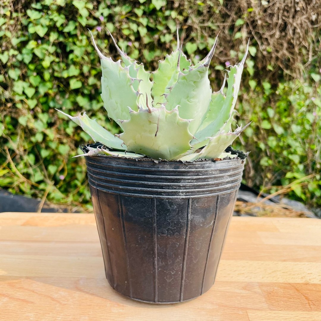 Rainxpluie 知雨若泥 多肉植物•龙舌兰•Agave potatorum - 植栽/盆栽 - 植物．花 绿色