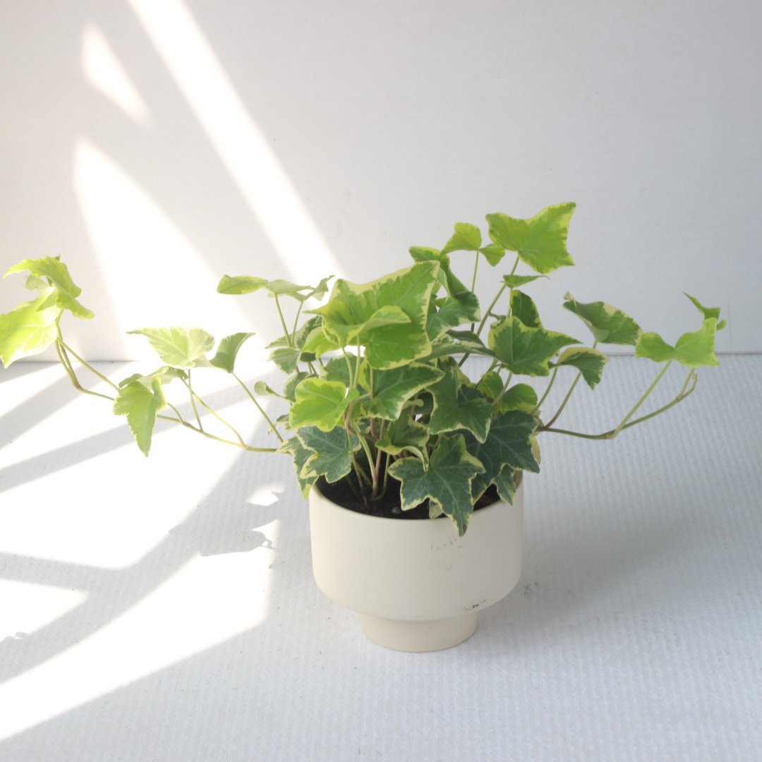 植栽 盆栽 l 斑叶常春藤 哑光烛台陶器 藤蔓植物 室内植物 低光源 - 植栽/盆栽 - 陶 