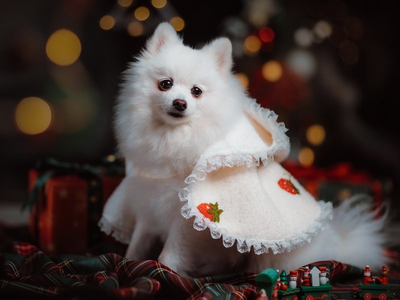 【iC原创】秋冬小可爱斗篷 - 衣/帽 - 棉．麻 