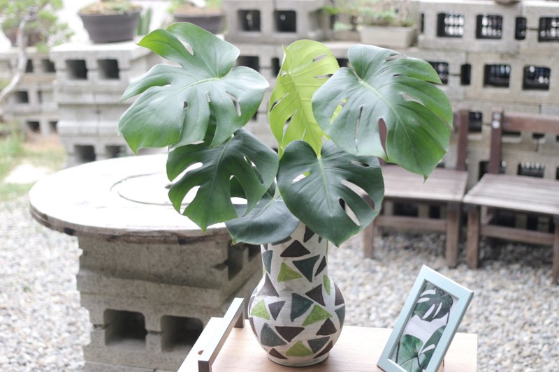 水培植栽│龟背芋_室内植物 办公室盆栽 店内摆设 送礼 - 植栽/盆栽 - 陶 