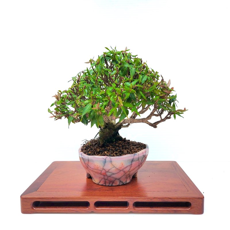 小品盆栽・缩缅葛・チリメンカズラ - 植栽/盆栽 - 植物．花 