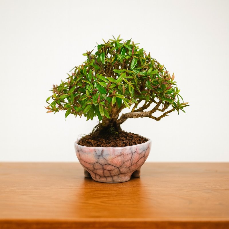 小品盆栽・缩缅葛・チリメンカズラ - 植栽/盆栽 - 植物．花 