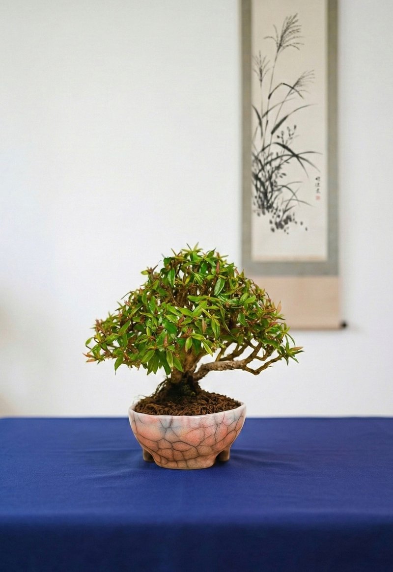 小品盆栽・缩缅葛・チリメンカズラ - 植栽/盆栽 - 植物．花 