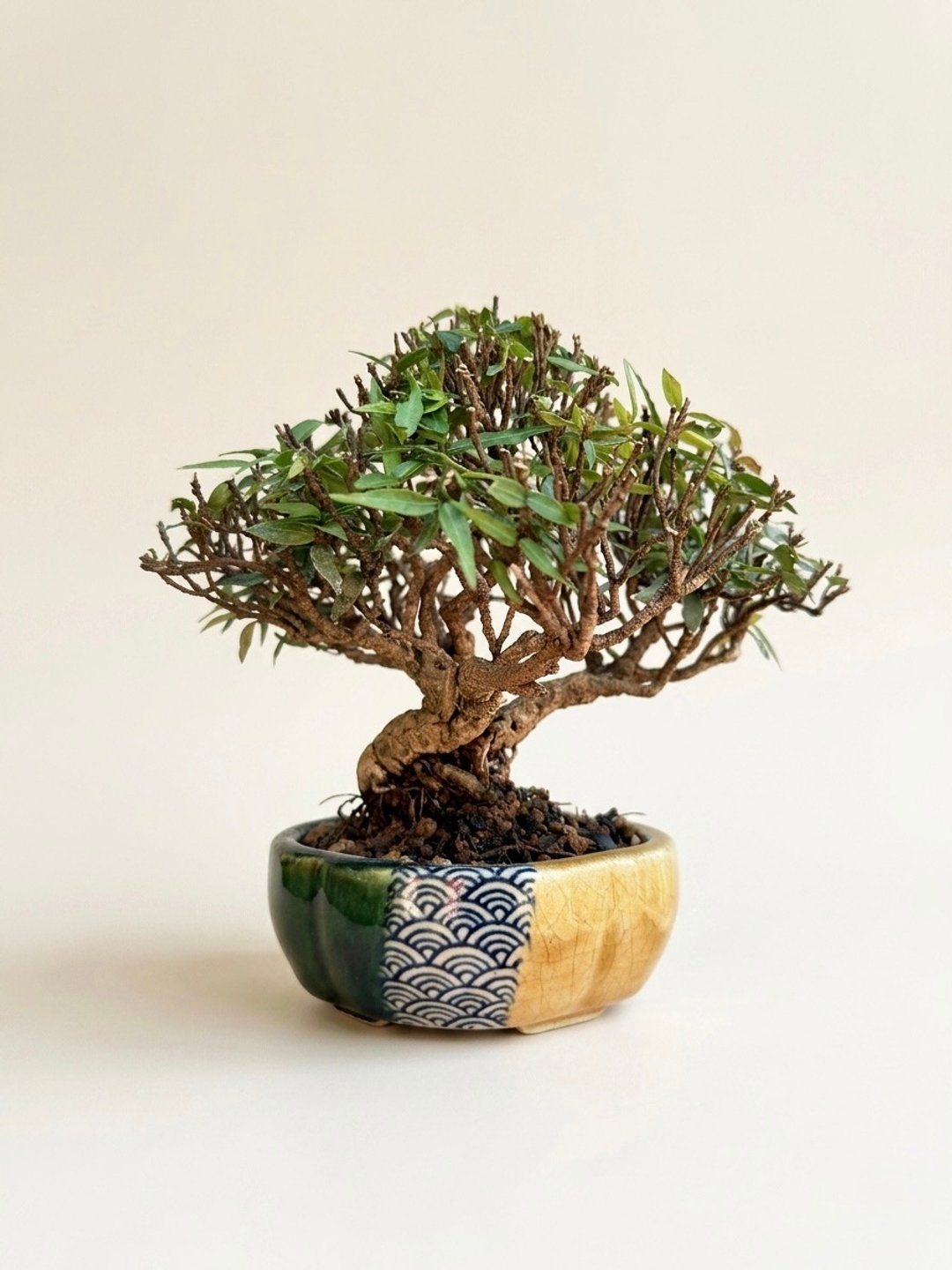 父亲节礼物・盆栽推荐・小品盆栽・缩缅葛 - 植栽/盆栽 - 植物．花 