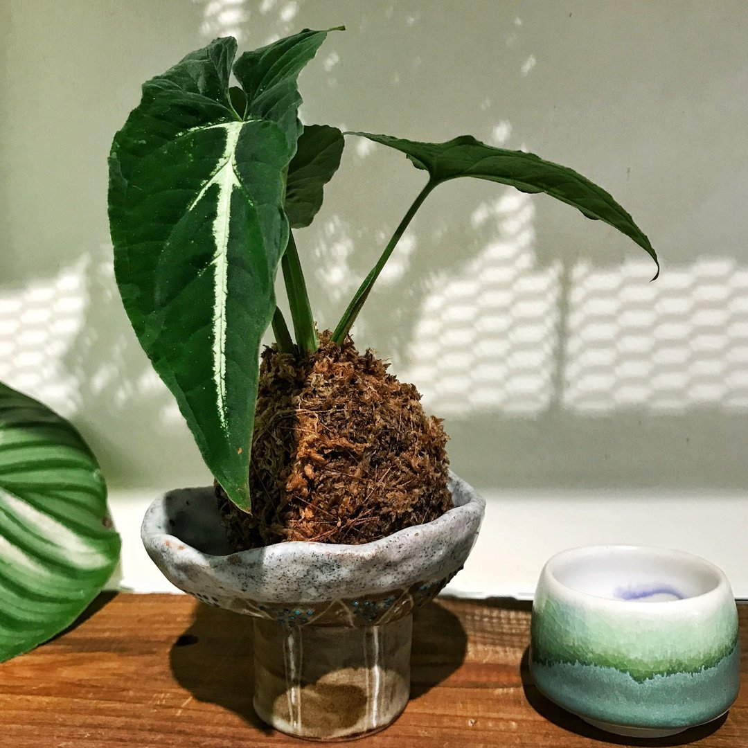 【新庄区】陶艺+苔球体验课/双人成团/手捏陶艺/平日/假日 - 陶艺 - 陶 