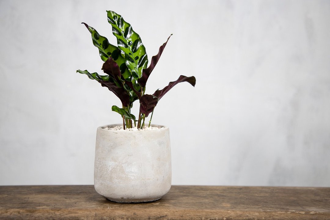 【室内盆栽】剑羽竹芋 观叶植物 绿化盆栽 植栽 开幕送礼 盆栽 - 植栽/盆栽 - 植物．花 绿色