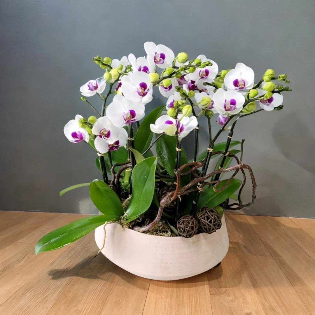 小品蝴蝶兰6棵  兰花 办公室枱花 大堂枱花 开张 新春兰 - 植栽/盆栽 - 植物．花 