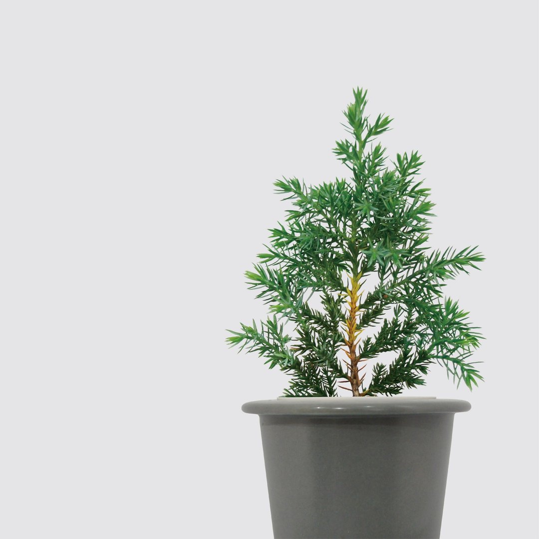 │ 窑瓷系列 │ 圣诞柏 - 季节限定 水耕盆栽 陶瓷盆器 - 植栽/盆栽 - 植物．花 
