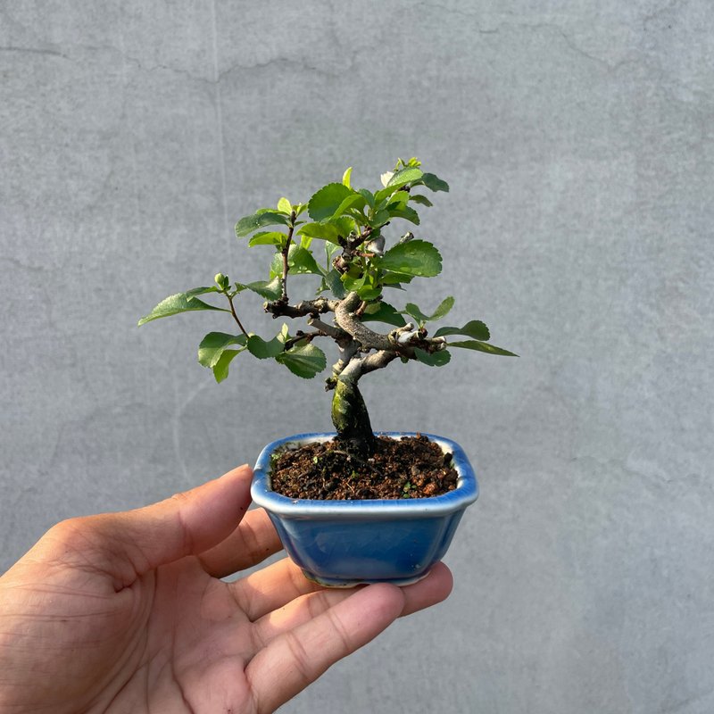 小品盆栽-稀有日本白花长寿梅 - 植栽/盆栽 - 植物．花 