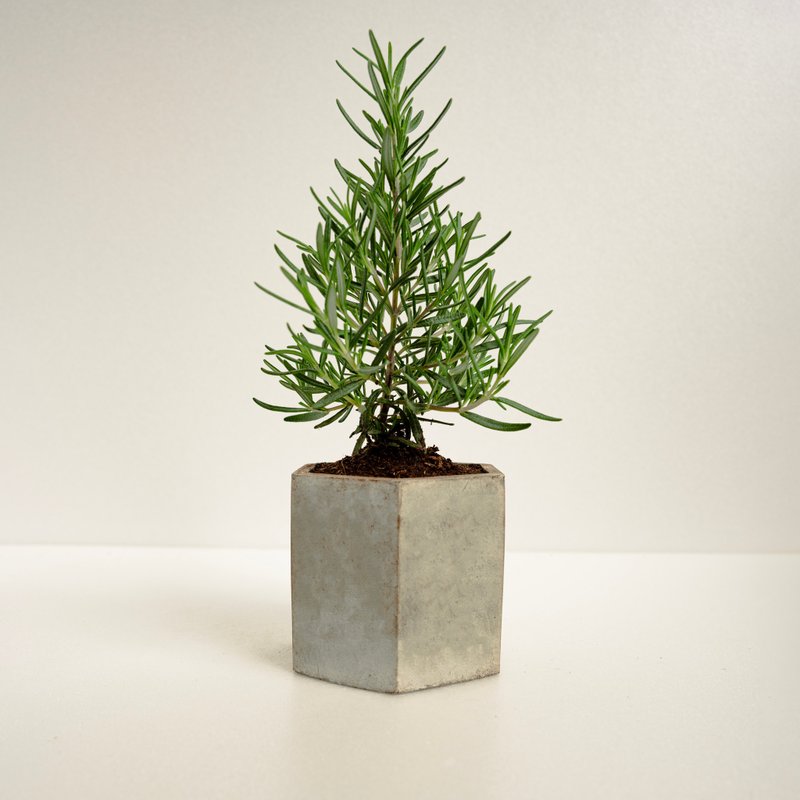 迷迭香│泥作系列│福所栽 - 植栽/盆栽 - 水泥 绿色