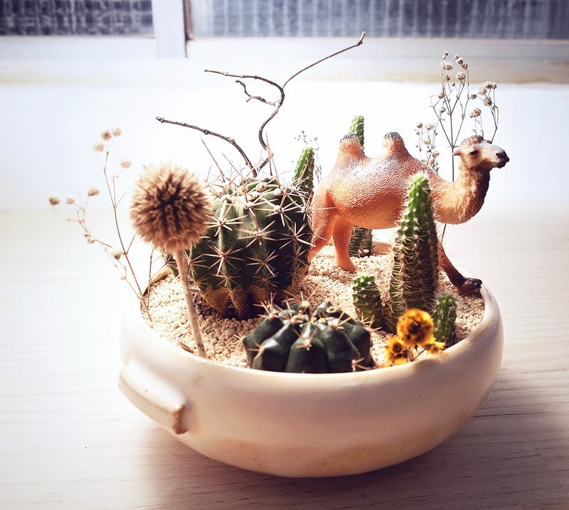 〈晒月光〉骆驼 多肉植物 树 枯木 沙漠 盆栽  < Moonlight Bathing > Camel succulents - 植栽/盆栽 - 陶 黄色